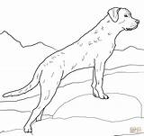 Chesapeake Labrador sketch template
