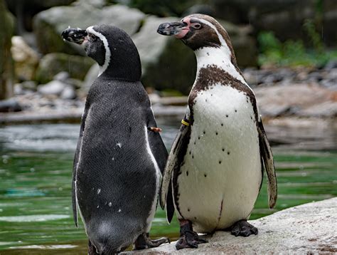 humboldt pinguin zoo dresden