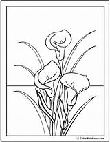 Lily Coloring Calla Pages Easter Lilies Drawing Line Color Bouquet Water Colouring Flowers Stargazer Lillies Simple Printable Pdf Printables Getdrawings sketch template