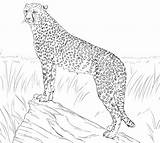 Cheetah Coloring Pages Running Realistic Getcolorings sketch template