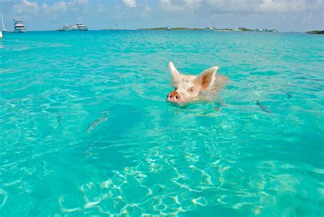 pigs swim tips facts pet keen