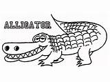 Alligator Coloring Pages Crocodile Drawing Outline Printable Alligators Florida Gators Cute Color Kids Print Gator Line Getdrawings Book Names Getcolorings sketch template