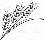 Wheat Clip Drawing Line Clipart Bundle Drawings Flour Paintingvalley Clipground Bing sketch template