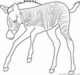Baby Zebra Coloring Pages Coloringpages101 Zebras sketch template