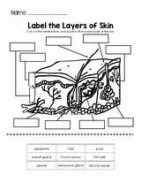 Layers Integumentary Tpt sketch template