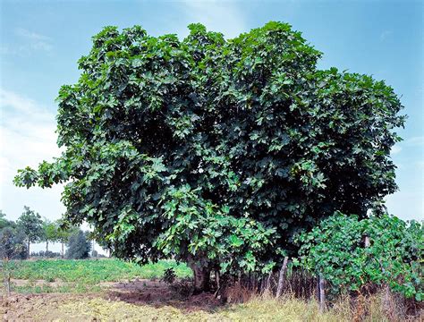 ficus carica monaco nature encyclopedia