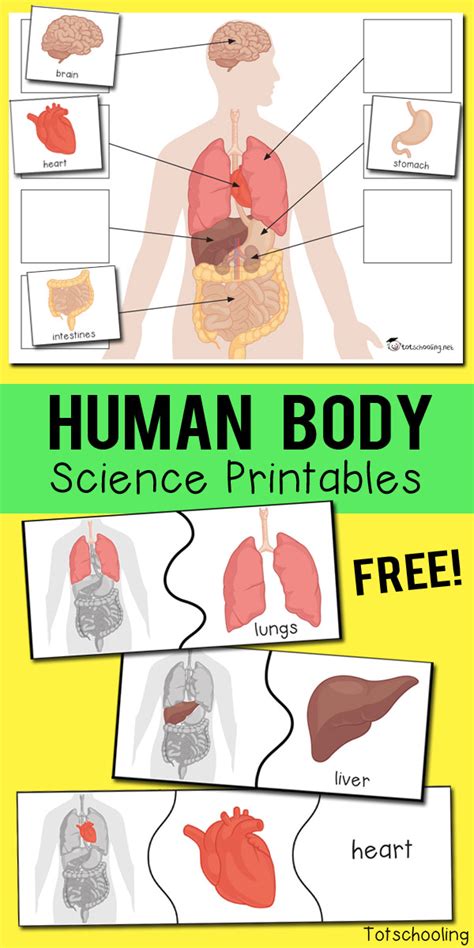 human body printables printable templates