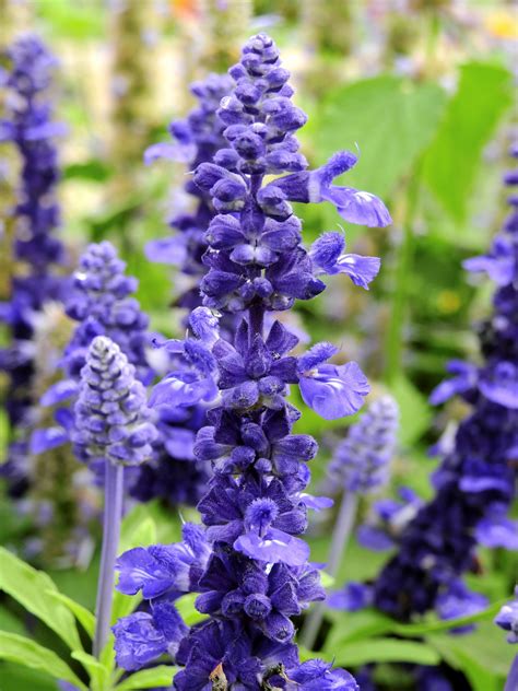 kostenlose foto natur bluehen blume lila kraut botanik flora