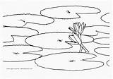 Coloring Water Lily Pad Pages Printable Flower Lilies Monet Color Clipart Print Slide Online Drawing Flowers Book Pond Sheets Popular sketch template