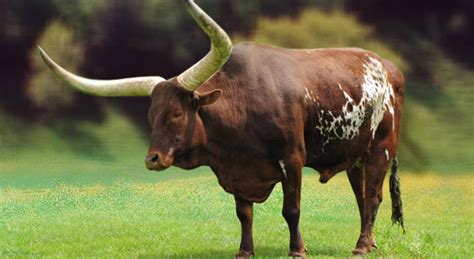 ox facts breeds habitat diet  pictures