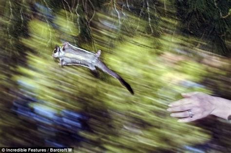 bird    squirrel adorable photographs show  incredible furry sugar glider