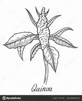 Quinoa Seed Quinua Crmla Vectorstock sketch template