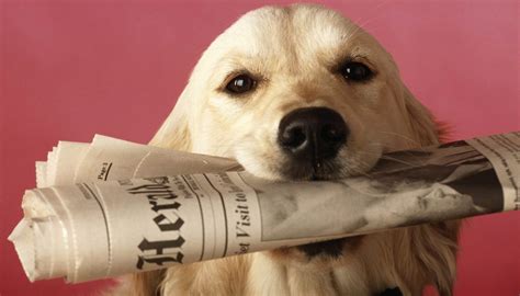 dog holding newspaper close  pace staffing