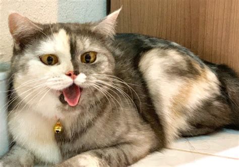 meet cat the split face kitty from thailand metro news
