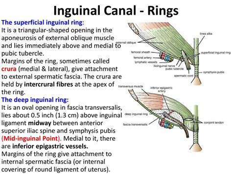 superficial inguinal ring