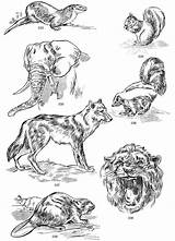 Dover Publications Choose Board Drawings Animal sketch template
