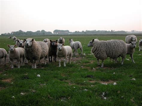 imageafter image nature animals land sheep texel lamb lambs