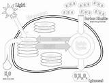  sketch template