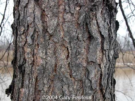trees of wisconsin betula nigra river birch