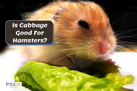 hamsters eat cabbage nutritious foods feeding tips