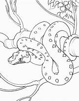 Chinese Year Coloring Snake Pages sketch template