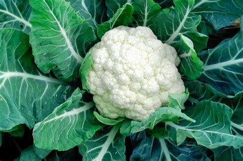 grow  care  cauliflower