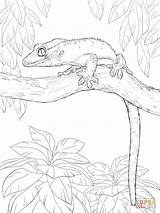 Gecko Kronengecko Lagartixa Crested Ast Printable Ausmalbilder Supercoloring Crista Coloringpages101 sketch template