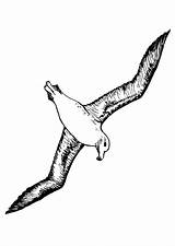 Albatros Coloring sketch template