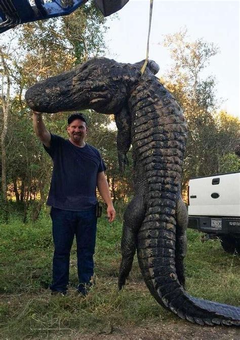 bow hunter snags giant  foot alligator  dayton