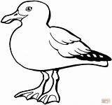 Seagull Gull Coloring Pages Clipart Drawing Seagulls Outline California Template Printable Flying Clip Colour Color Sea Clipartbest Gulls Cliparts Cute sketch template