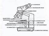 Microscope Microscopes sketch template