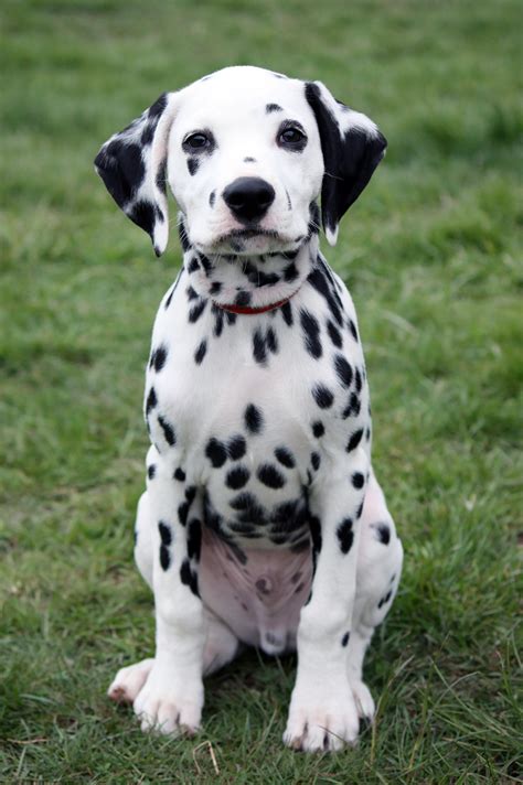 dalmatian breed  temperaments  trivia   breed