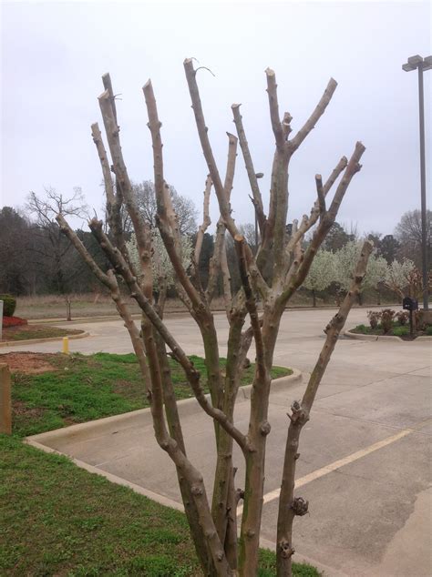 prune crape myrtle trees properly lsu agcenter