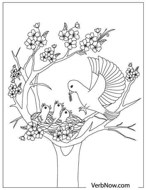 bird coloring pages    verbnow