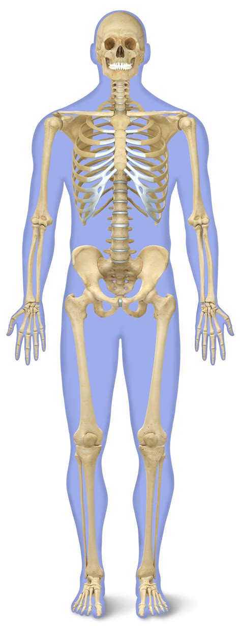 skeletal system number  bones