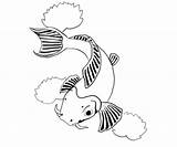 Fish Drawing Koi Scales Skeleton Outline Drawings Fins Draw Getdrawings Coloring Pages Paintingvalley sketch template