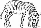 Coloriage Cebra Zebre Colorare Pastando Zebras Dieren Cebras Mammiferi sketch template