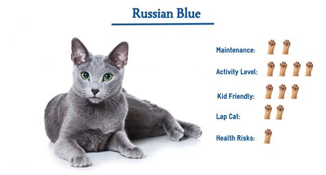 russian blue cat breed        glance