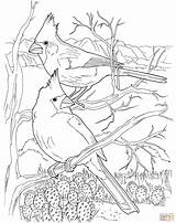 Cardinal Cardinals Bird Colorare Deserto Designlooter Supercoloring sketch template