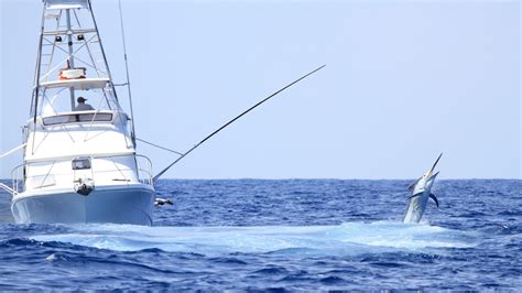 white marlin open winners earn  million  blue marlin
