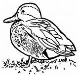 Coloring Pages Eend Canard Duck Ducks Dessin Colorier Kleurplaat Animated Coloriage Coloringpages1001 Kleurplaten Van Eendjes Fun Kids Gratuit Imprimer sketch template
