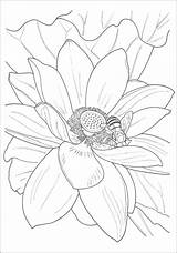 Coloring Book Flower Rainbowresource sketch template