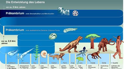 erdzeitalter biologie goimages rush