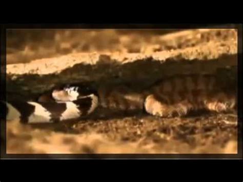 snake  cobra king real fight youtube