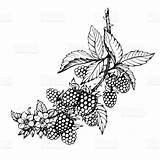 Blackberry Vine Berries Vines Fruits Bushes Blackberries Brombeeren Videira Rubus Genus sketch template