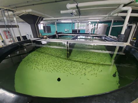 farmory  indoor fish farming  viable   tackling declining