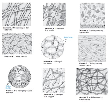 gambar jaringan tumbuhan struktur  fungsi jaringan tumbuhan kelas