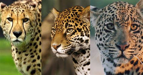 jaguar  cheetah  leopard