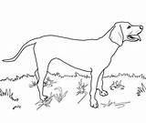 Coonhound Redbone sketch template