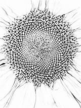 Spiral Fibonacci Coloring Pages Drawing Patterns Sunflower Helpful Teacher Flower Sunflowers Getcolorings Pattern Draw Print Getdrawings Printable Choose Board Tattoo sketch template